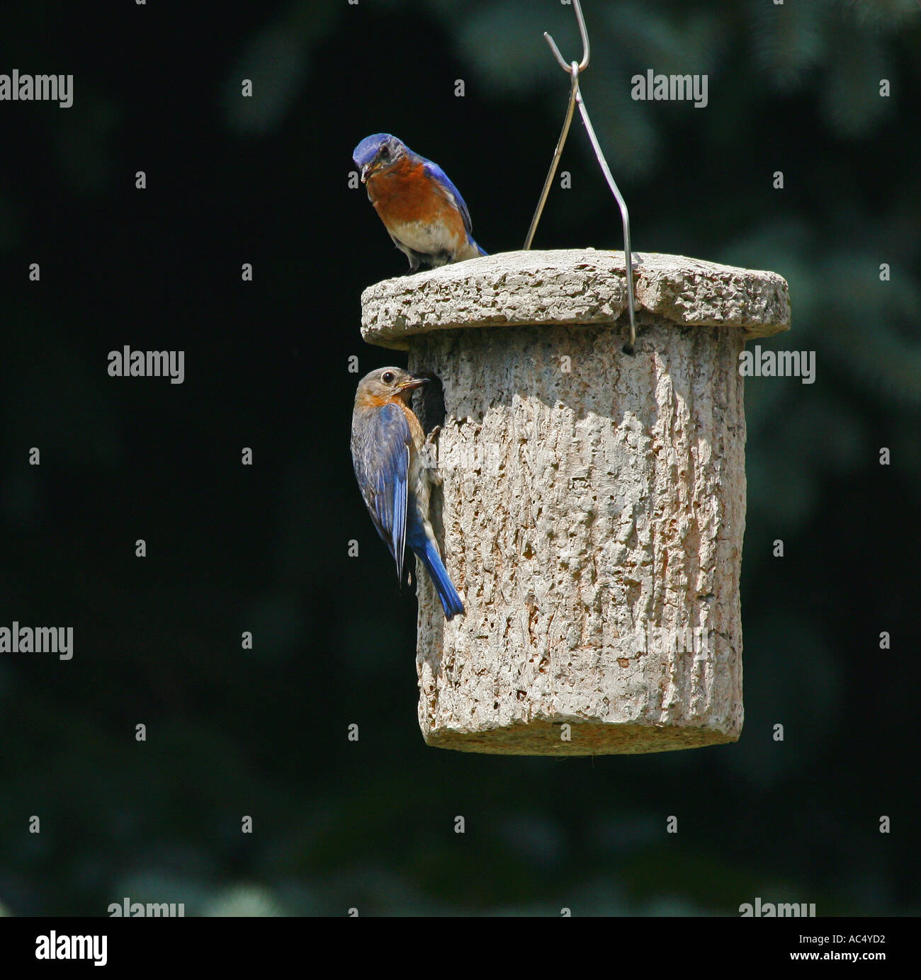Bluebird of Happiness Stock Photo