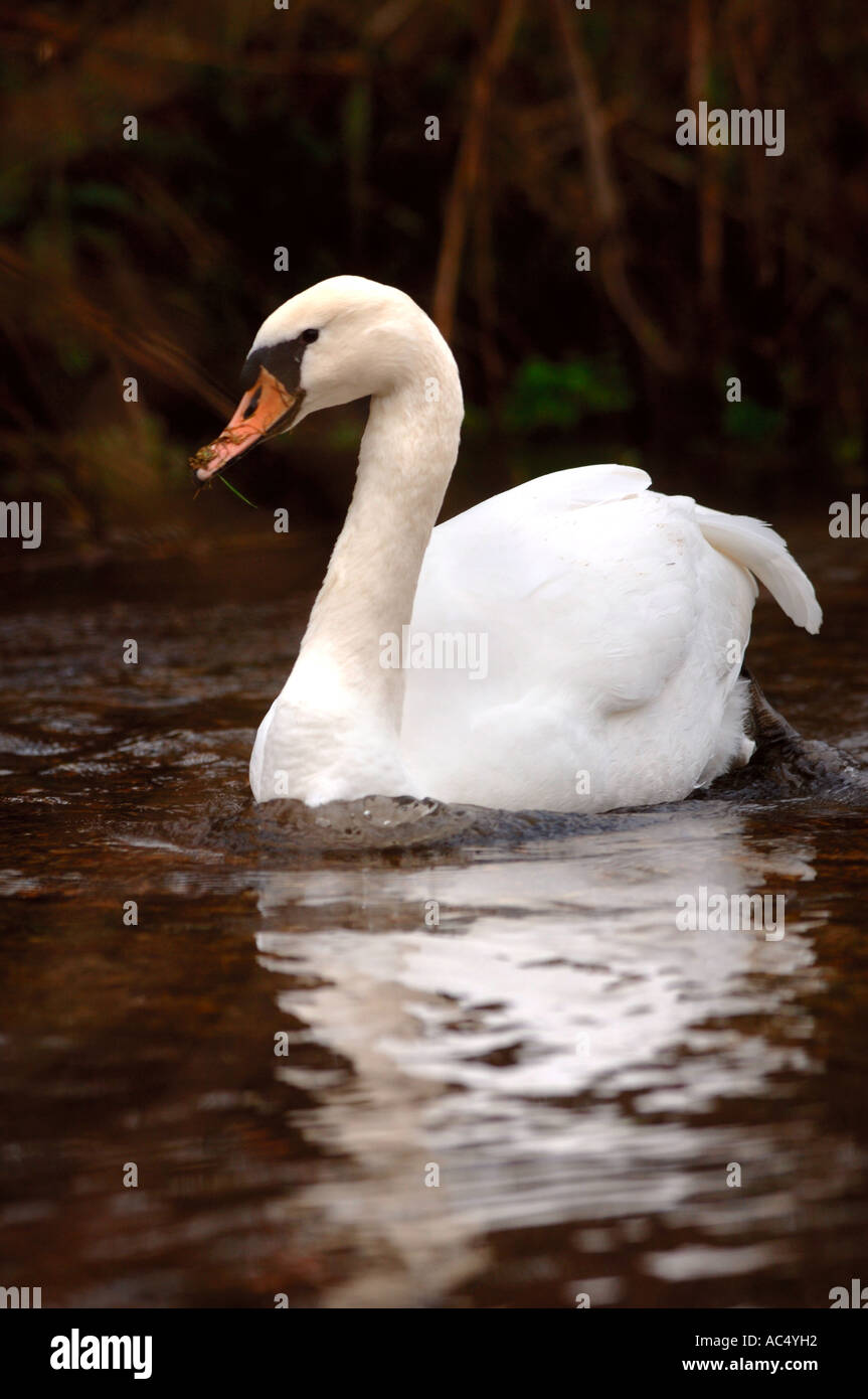 A SWAN DIPPING FOR WEED ON A TRIBUTARY OF THE RIVER WYLYE NEAR GREAT WISHFORD SALISBURY WILTSHIRE UK Stock Photo