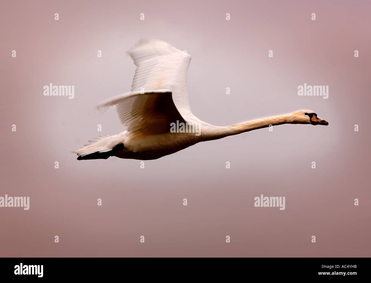 A SWAN FLYING OVER THE RIVER WYLYE NEAR GREAT WISHFORD SALISBURY WILTSHIRE UK Stock Photo