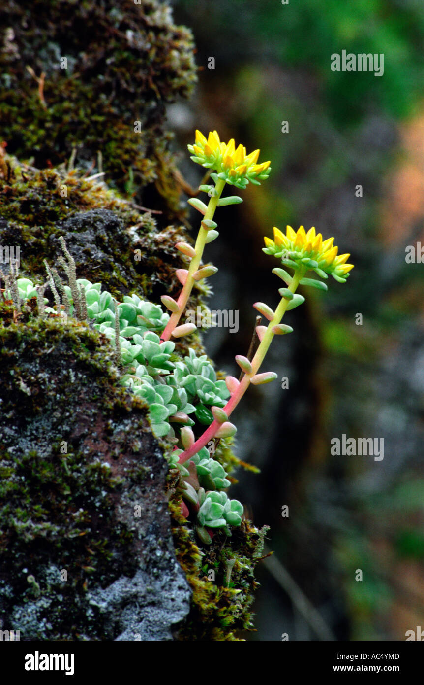 Stonecrop (Sedum oreganum) - a tenacious resident of rocks and cliffs. Stock Photo