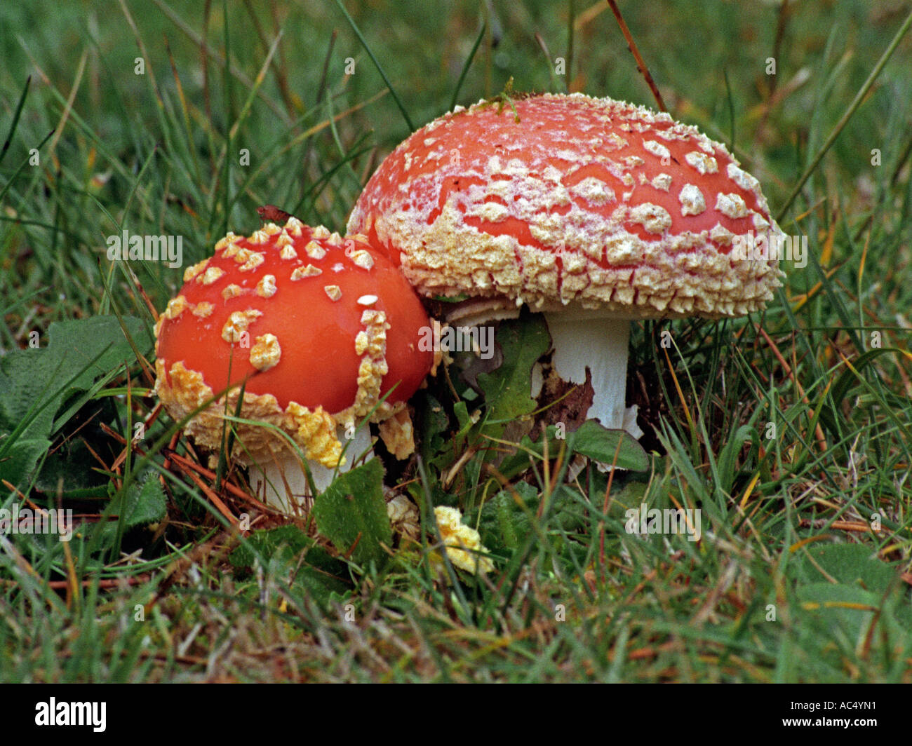 Amanita Muscaria Fly Agaric As Pretty As It Is Poisonous Stock Photo Alamy Amanita Muscaria Fly Agaric As Pretty As It Is Poisonous Stock Photo Alamy
