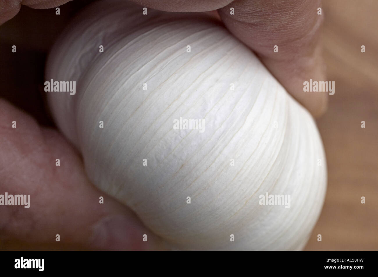 Garlic Allium sativum Stock Photo