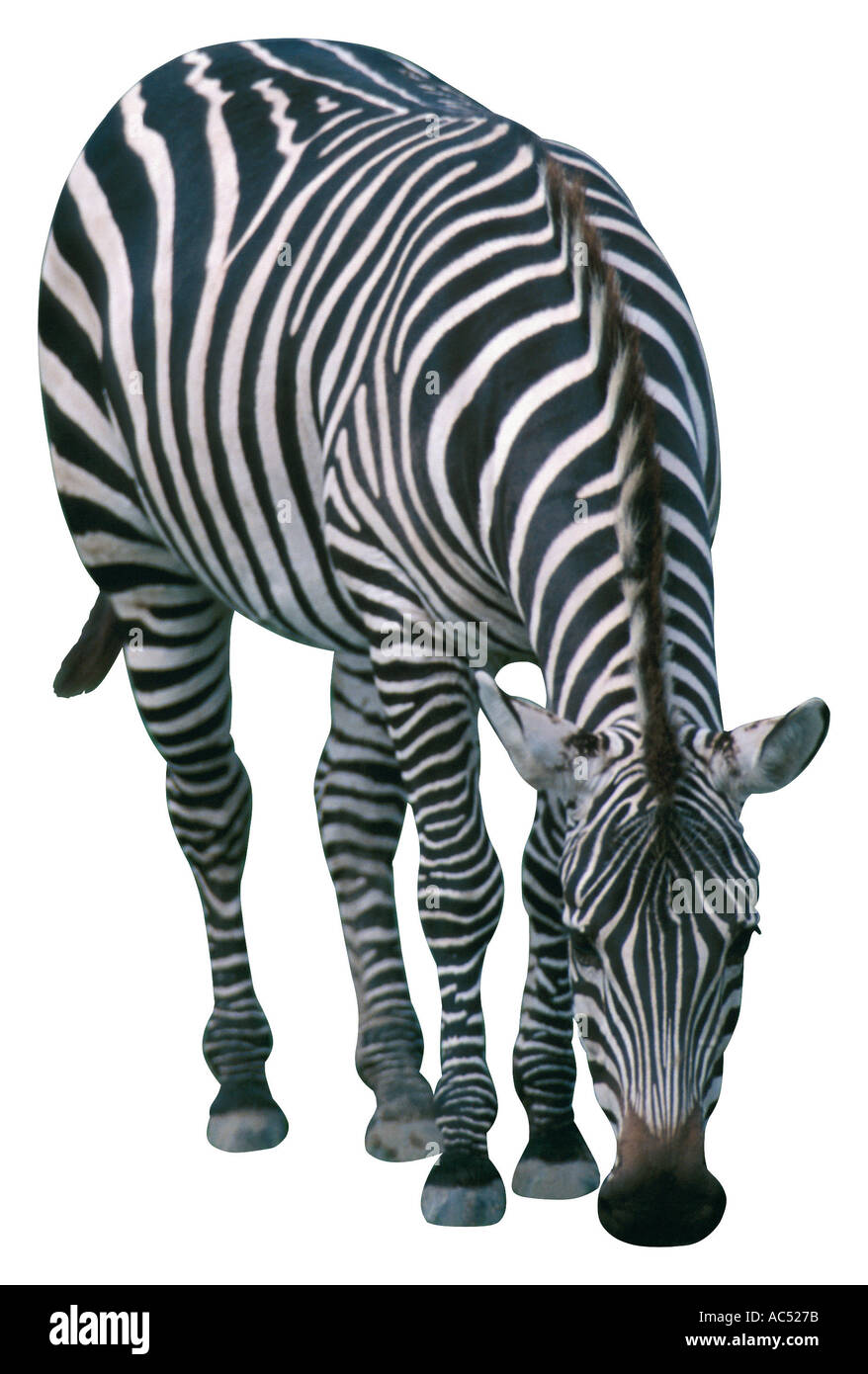 Animals zebra 2 jpg zebra 2 jpg Stock Photo - Alamy