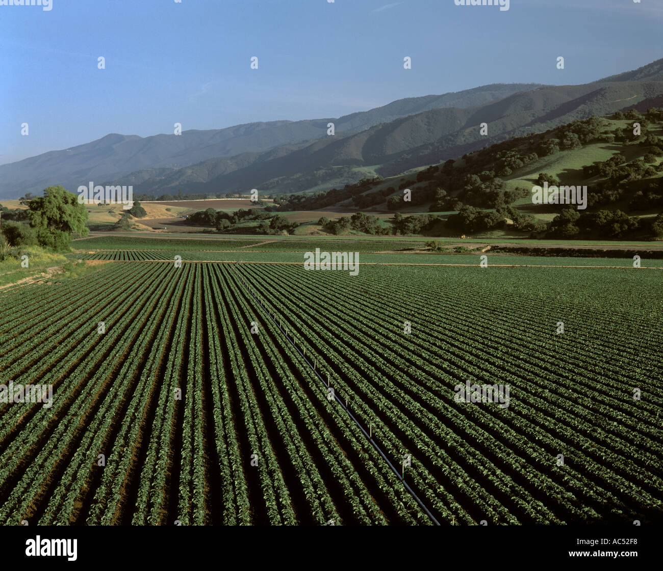 A field of young BROCCOLI grows in CENTRAL CALIFORNIA Stock Photo