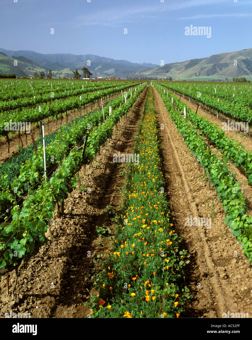 A mixture of WILDFLOWERS are grown as a COVER CROP in a CALIFORNIA VINEYARD Stock Photo