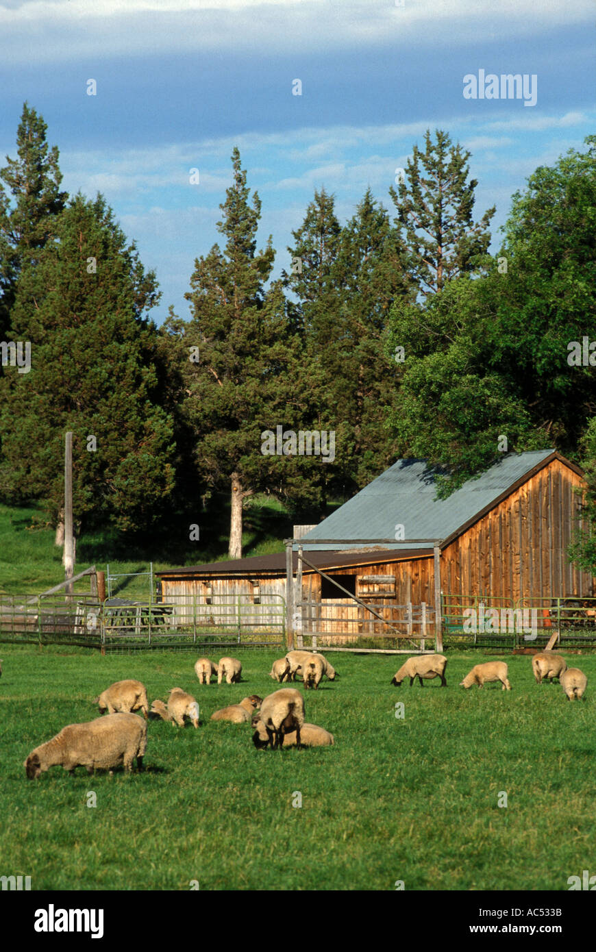 SHEEP graze in a pasture in front of a WOODEN BARN Stock Photo - Alamy
