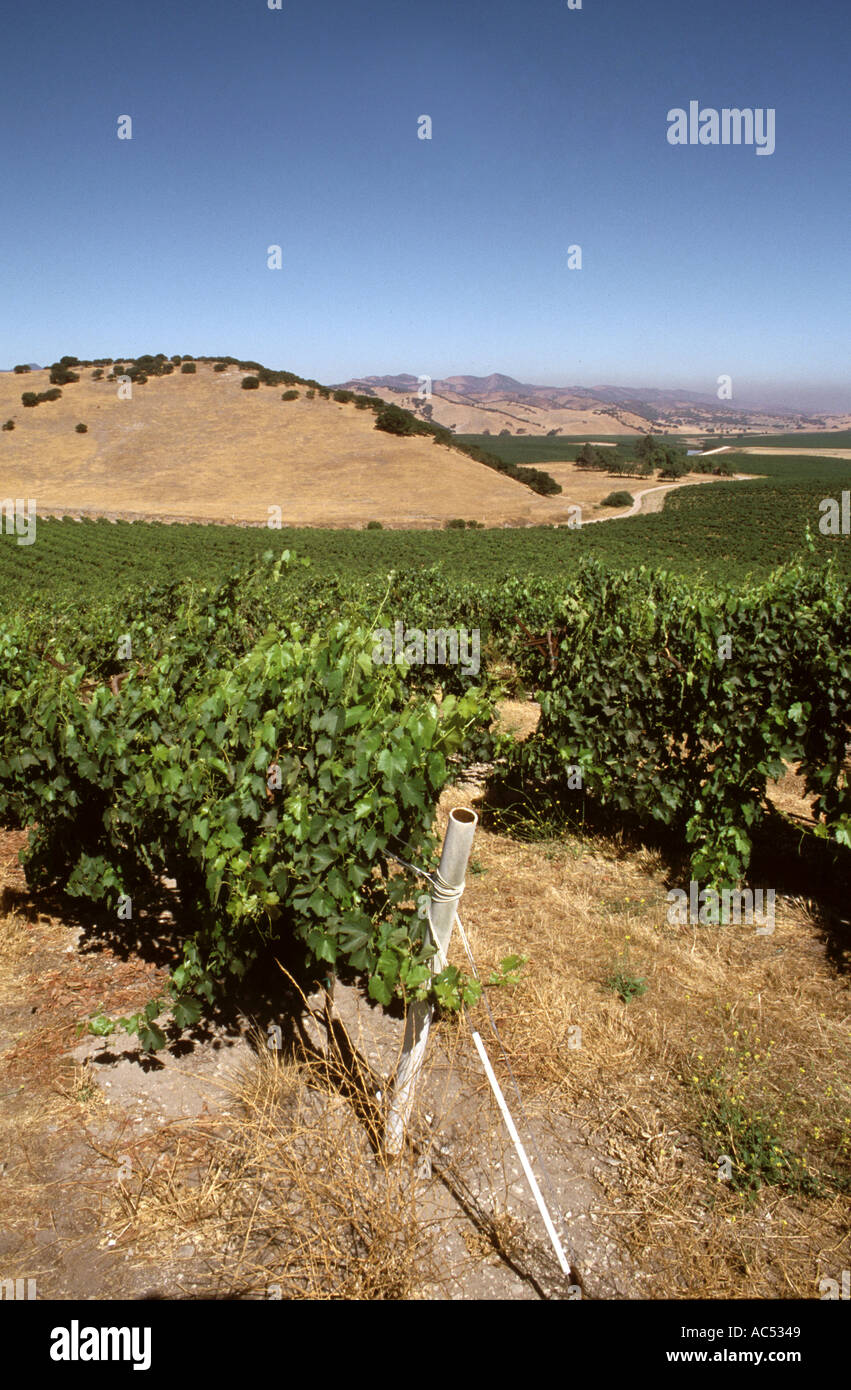 Rows of WINE GRAPES grow at DELICATO VINEYARD the largest continuous