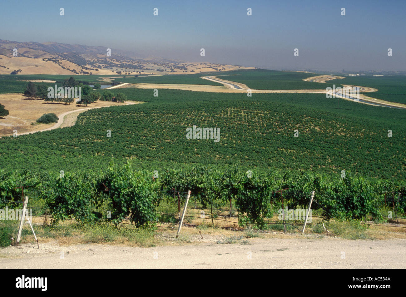 Rows of WINE GRAPES grow at DELICATO VINEYARD the largest continuous