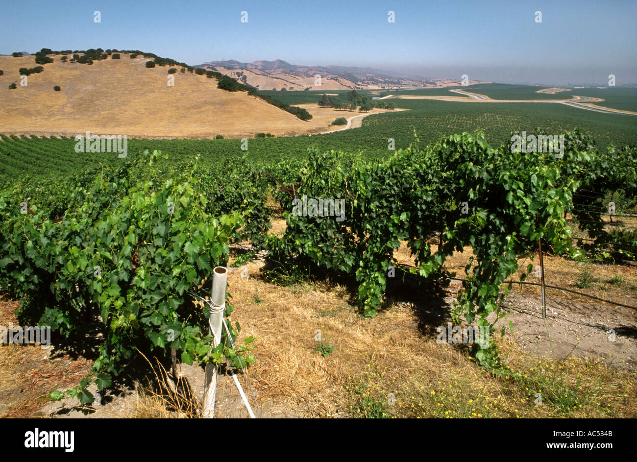 Rows of WINE GRAPES grow at DELICATO VINEYARD the largest continuous