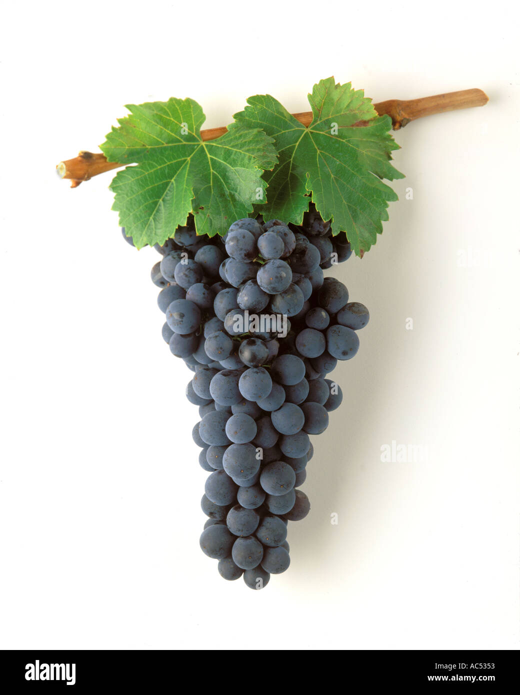 ZINFANDEL WINE GRAPE CLUSTER with GREEN LEAVES and VINE WINE INDUSTRY Stock Photo