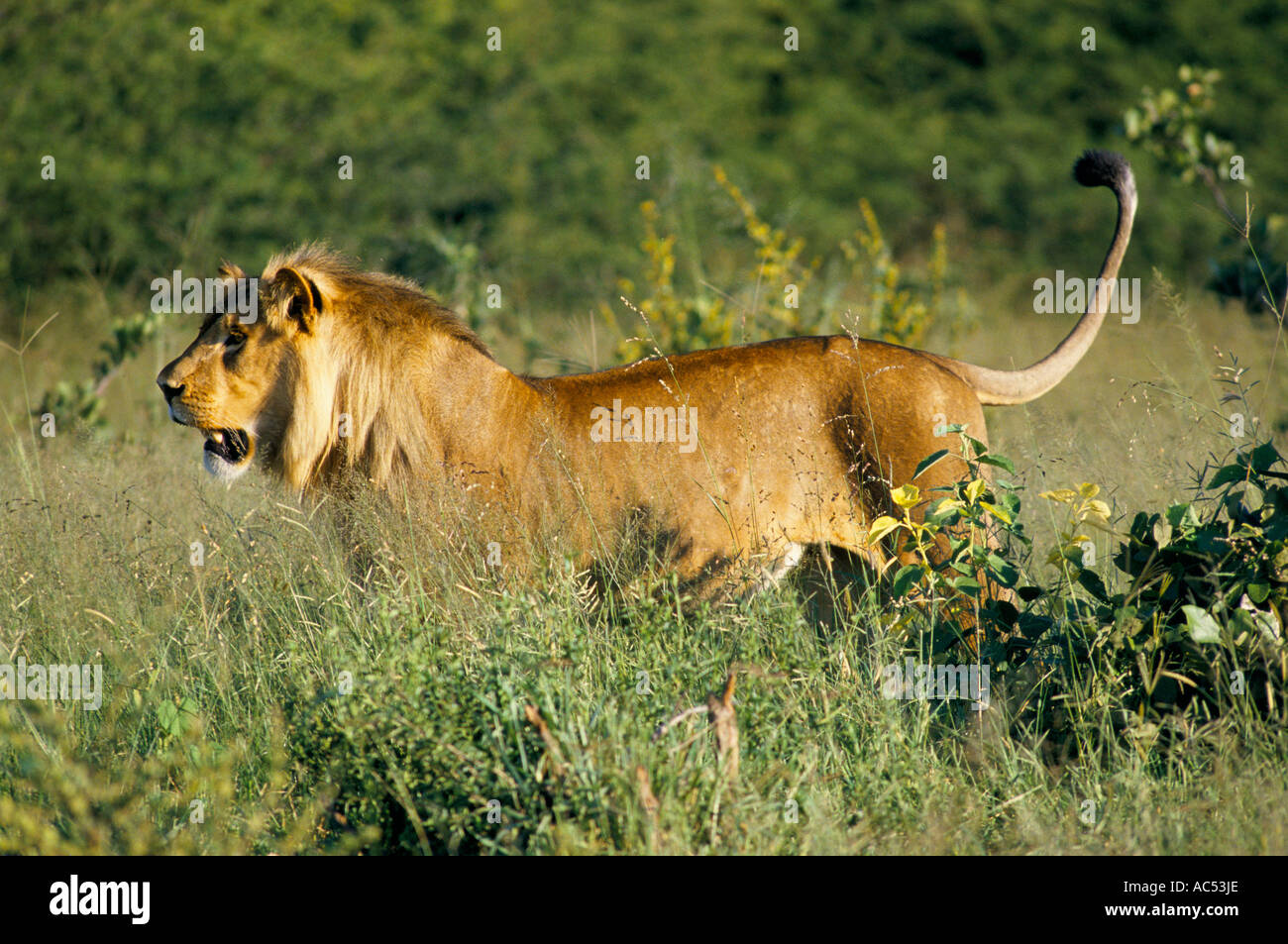 LION IN HWANGE NATIONAL PARK ZIMBABWE  Stock Photo