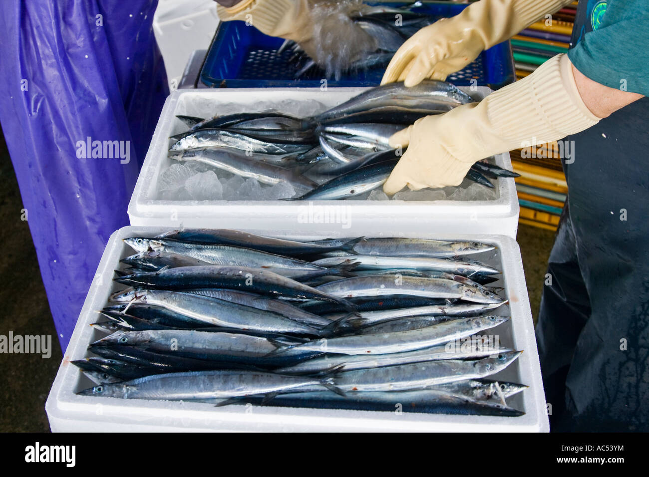 Korean Fish Industry Workers Packing Fresh Fish into Crates at Docks
