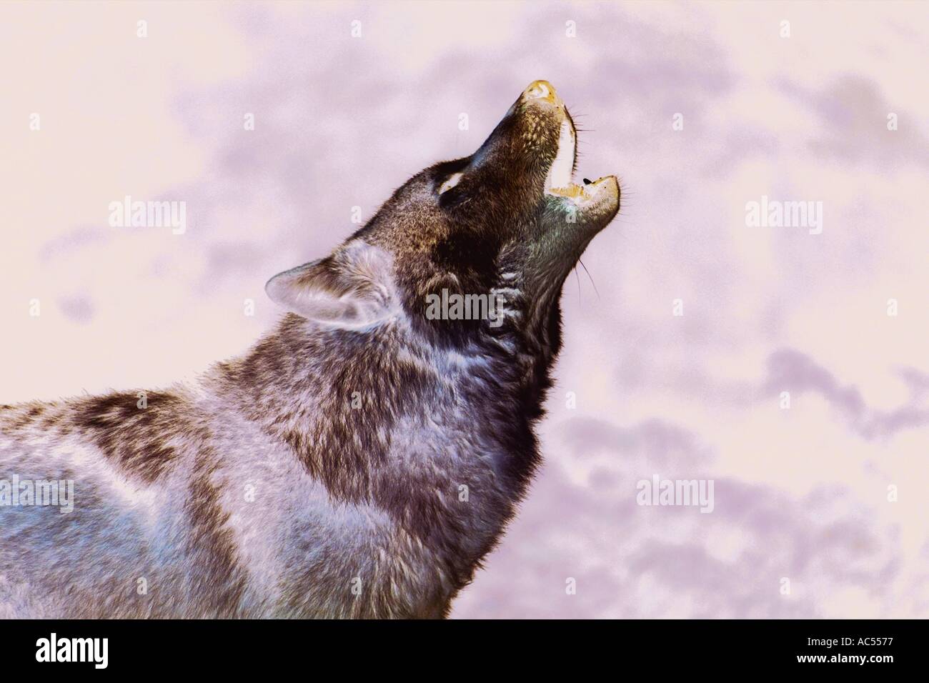 Animal howling wolf ac5577 hi-res stock photography and images - Alamy
