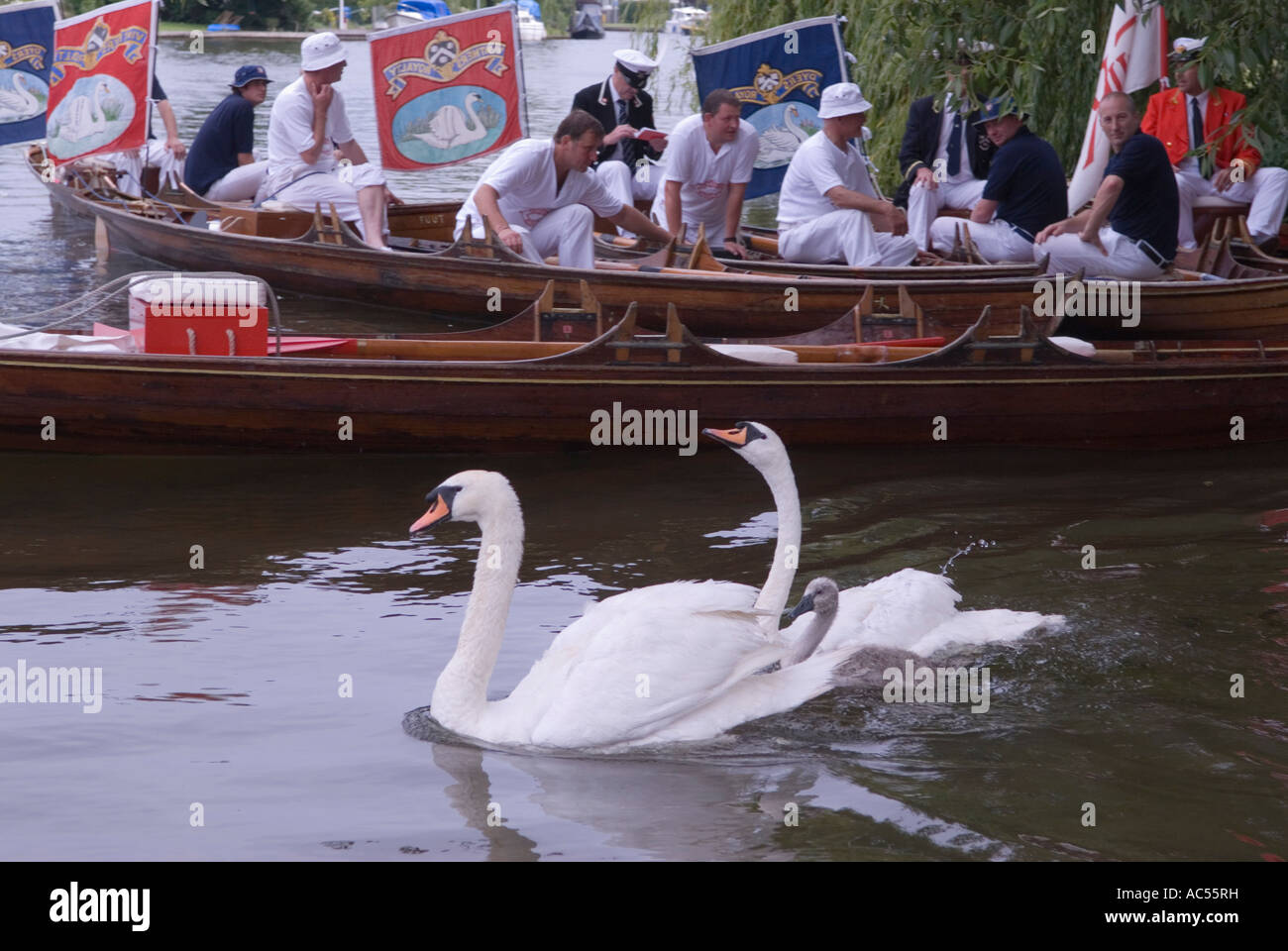 Swan Upping The River Thames near Windsor Berkshire England  2007 Stock Photo