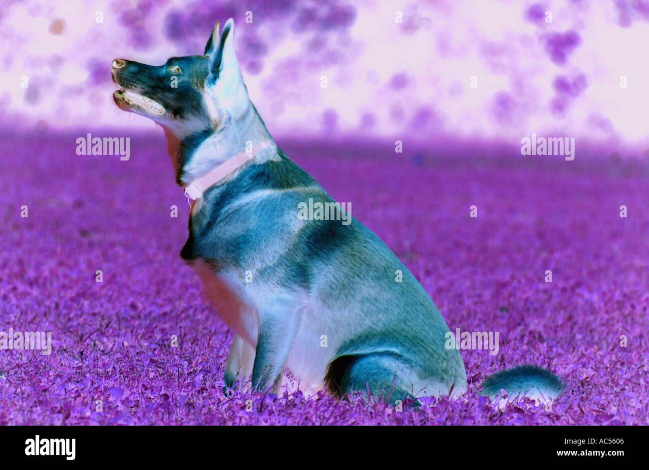 Animal dog grass sitting Stock Photo Alamy