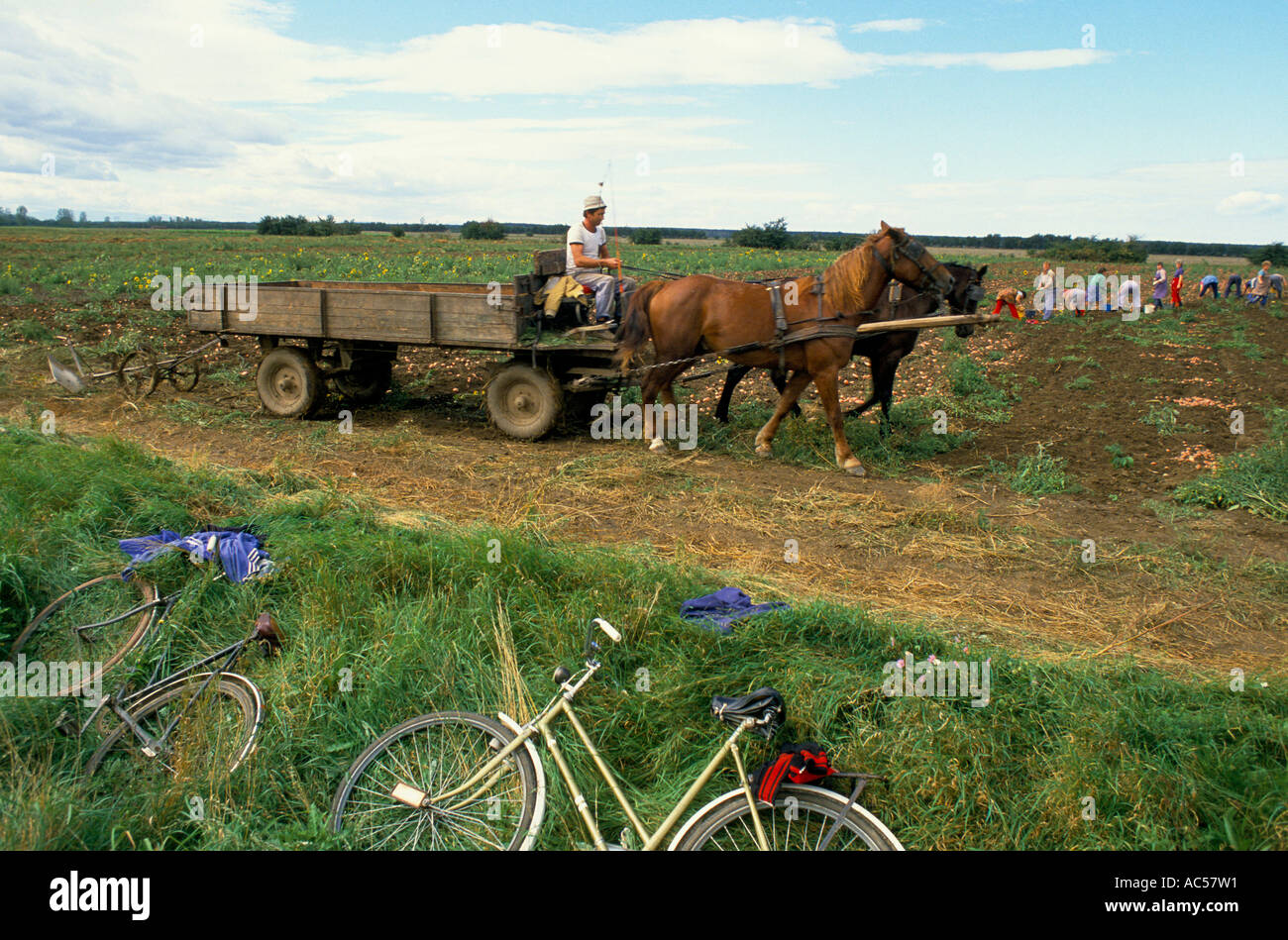IRON CURTAIN NORTH TO SOUTH HUNGARY BORDER FARM WORKERS DIGGING POTATOES NEAR TOWN OF SOPRON 1989 The fall of communism Stock Photo