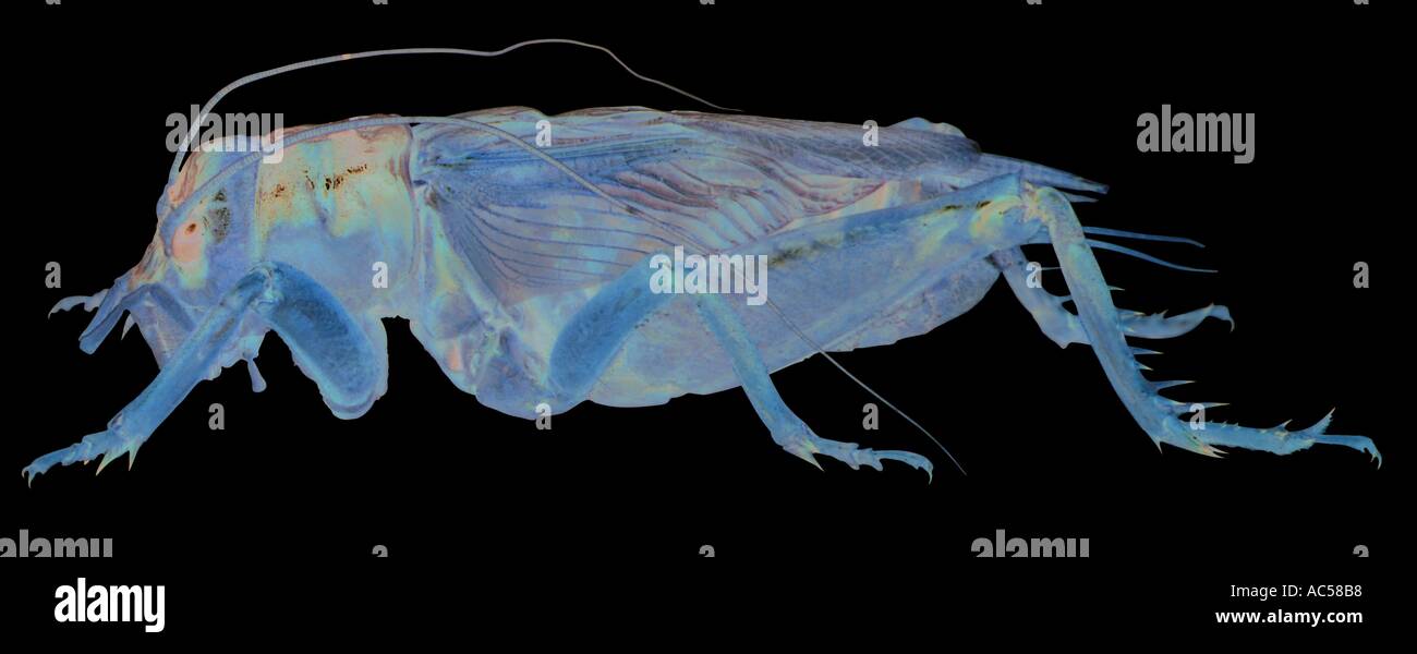 Loecit Insect Locust insect hi-res stock photography and images - Alamy