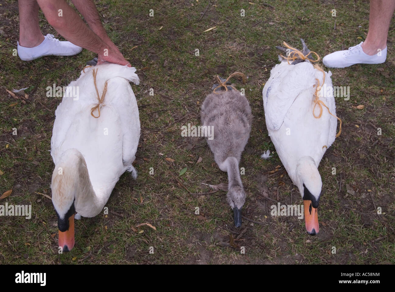 Cygnet and two swans, caught bound on River Thames bank being checked. Swan Upping annual event. Windsor Berkshire England 2007 2000s UK HOMER SYKES Stock Photo