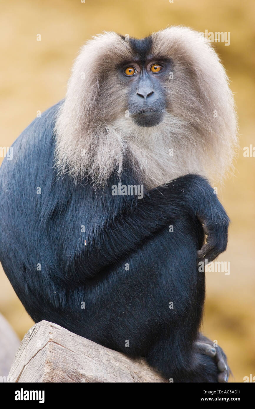 A lion tailed macaque (Macaca silenus) Stock Photo