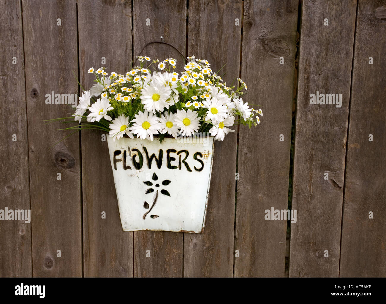 White gerbera daisies arranged in bucket vase hanging on a rustic fence Stock Photo