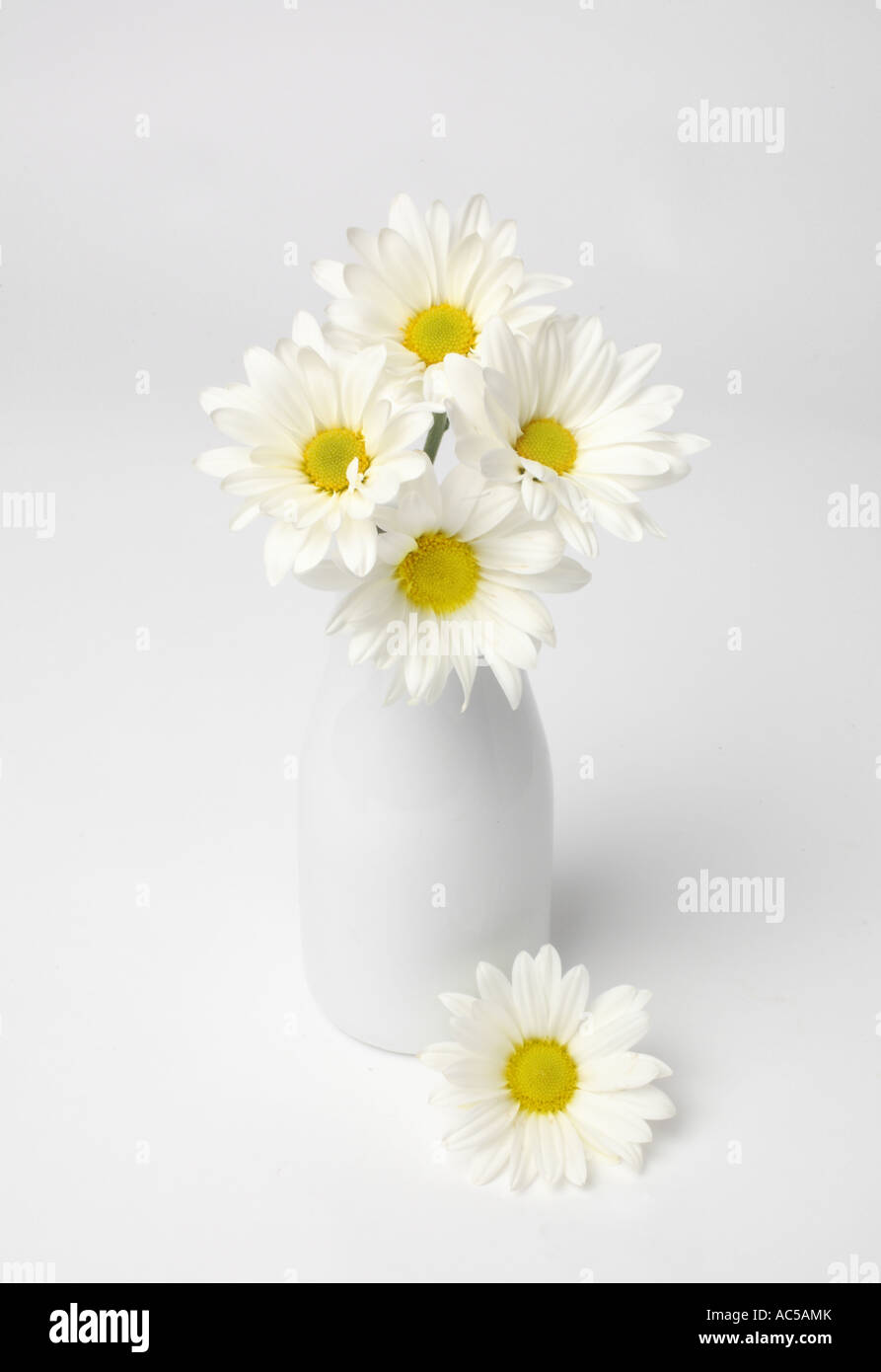 White Gerbera Daisies in vase Stock Photo Alamy