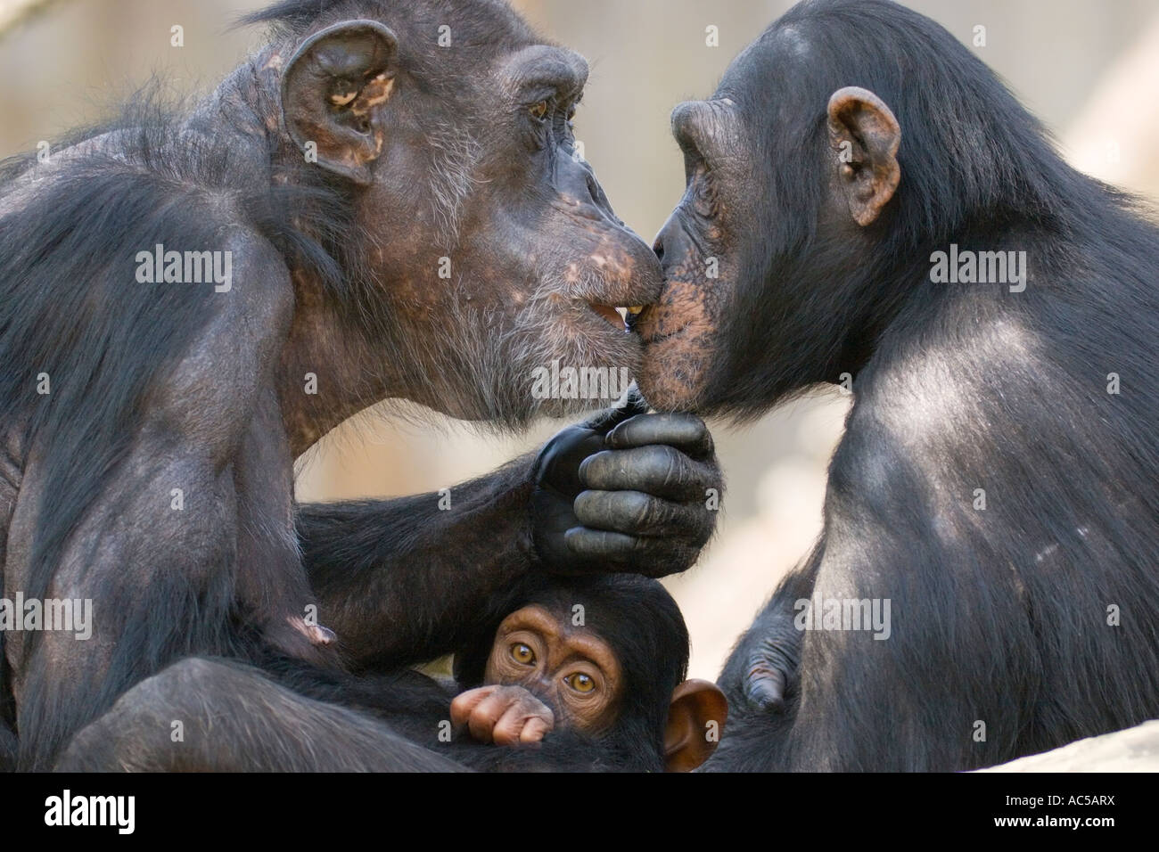A chimpanzee family (Pan troglodytes) sitting close together Stock Photo