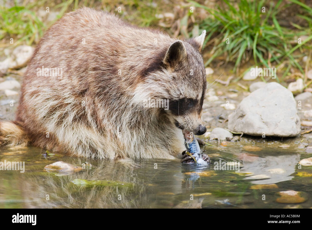 A common raccoon (Procyon lotor) eating a fish at a pond Stock Photo