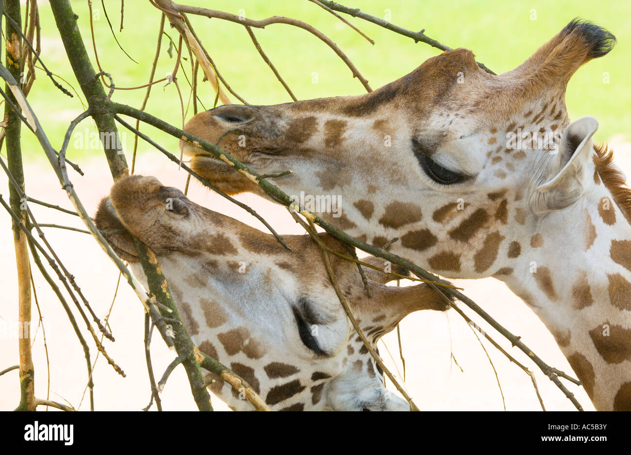 Two giraffes (Giraffa camelopardalis) eating the bark from some twigs