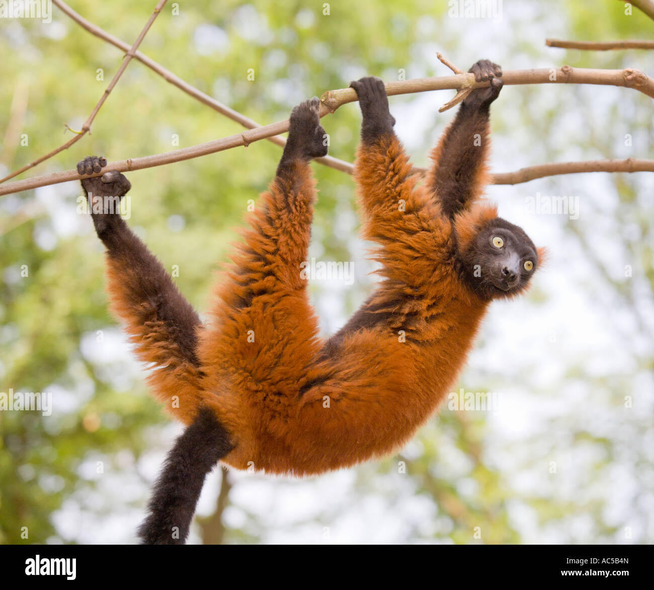 A ruffed lemur (Varecia variegata rubra) scrambling about in the branches of a tree Stock Photo