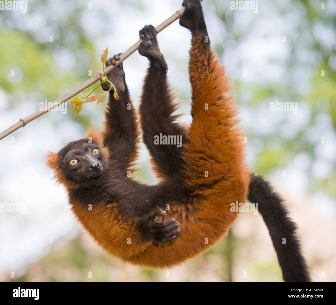 A ruffed lemur (Varecia variegata rubra) scrambling about in the branches of a tree Stock Photo