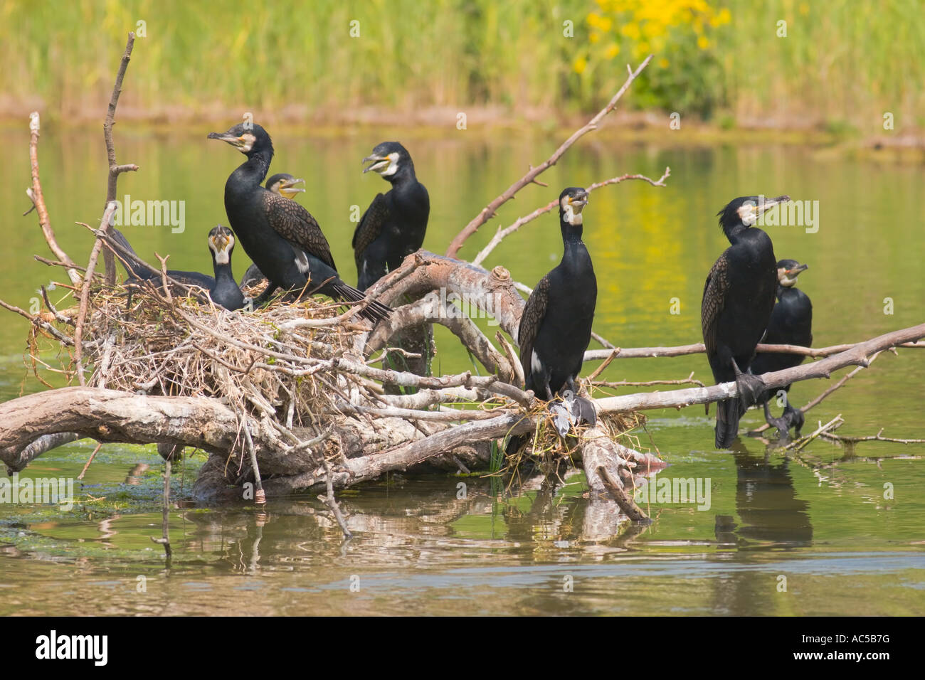 Seven great cormorants (Phalacrocorax carbo) sitting at a nest above a pond Stock Photo
