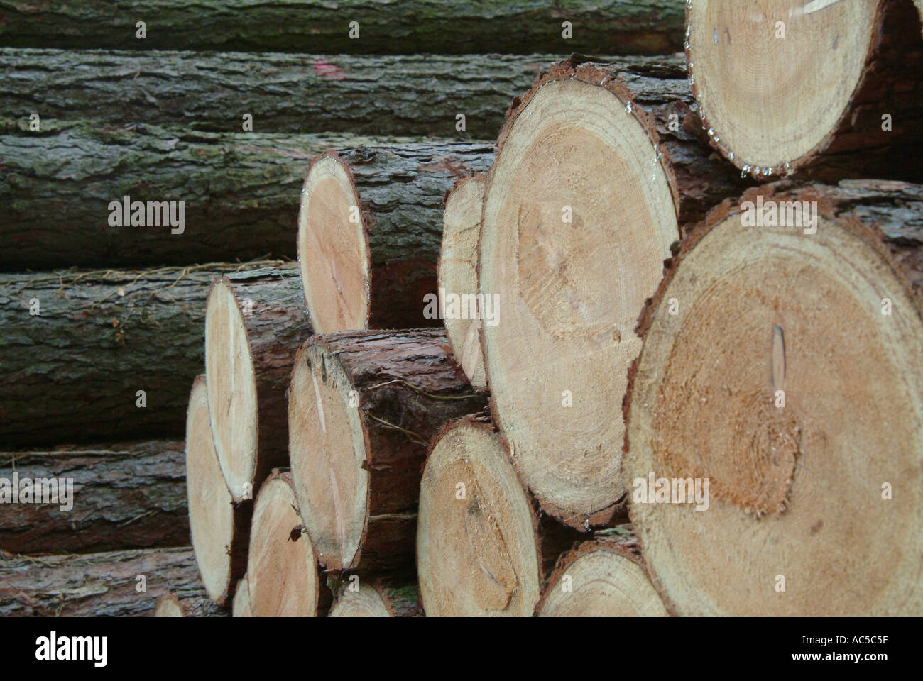 Diverse Cross Section High Resolution Stock Photography and Images - Alamy
