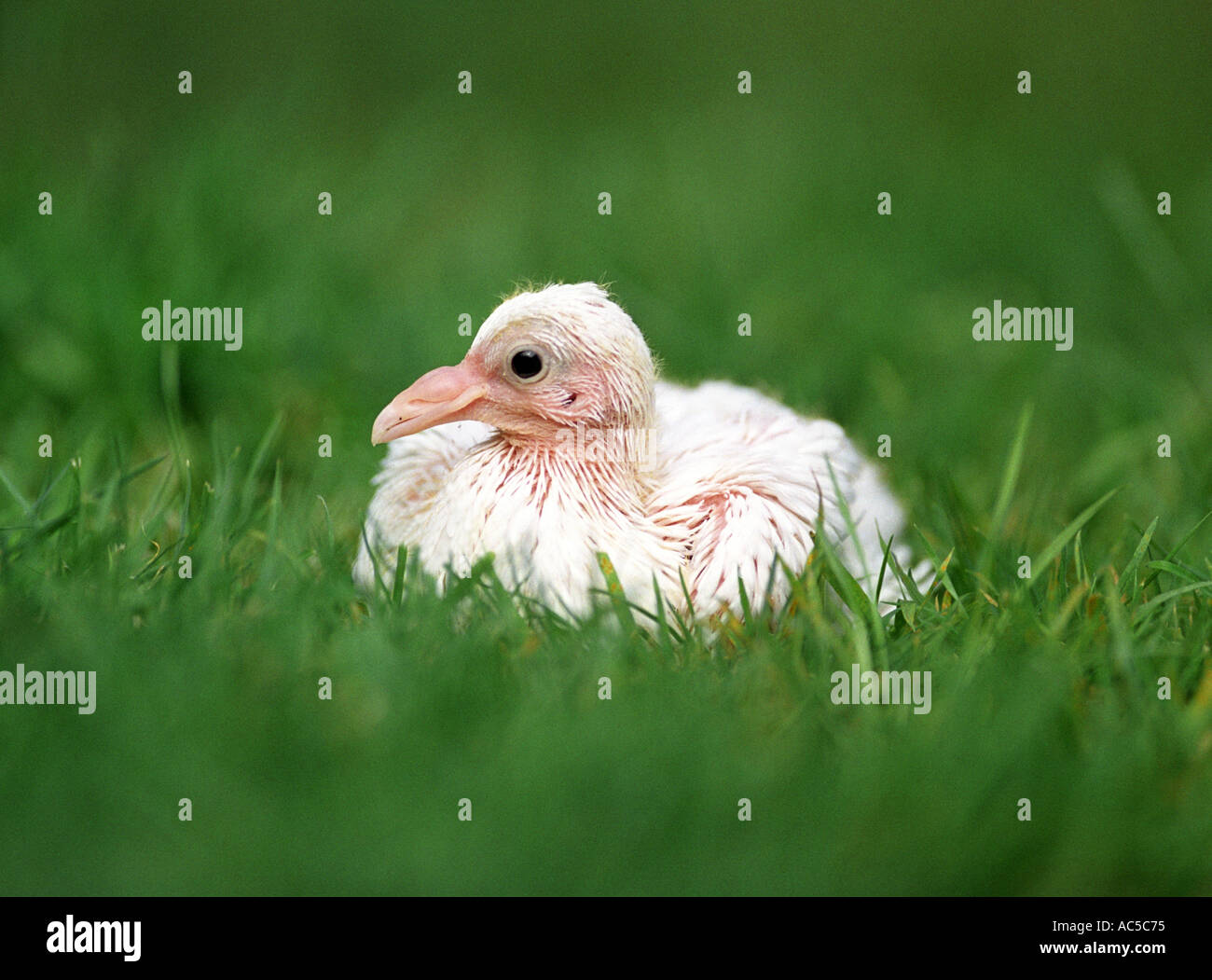 Dove chick, Squab sitting in grass Stock Photo