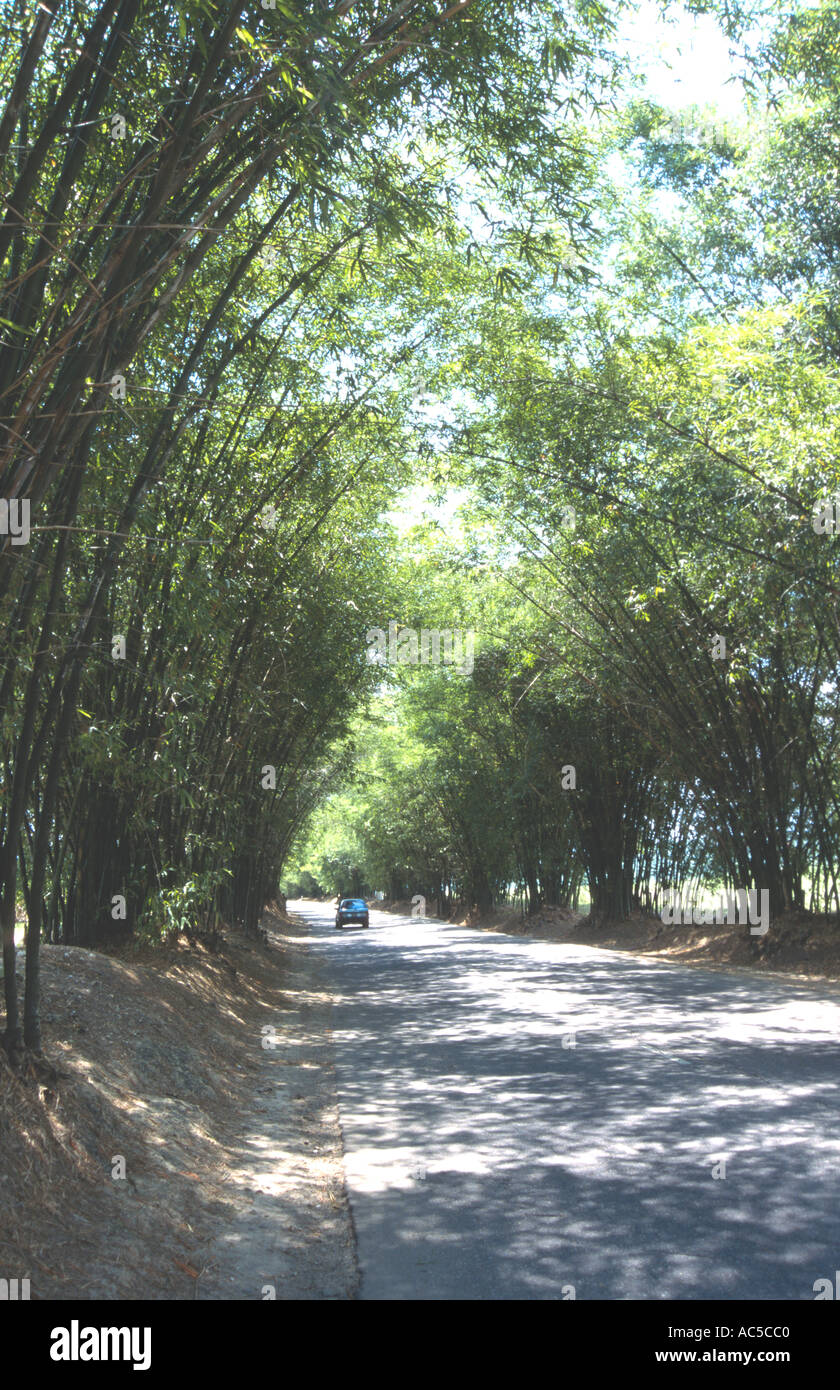 Bamboo Avenue near Mandeville Jamaica West Indies Stock Photo Alamy