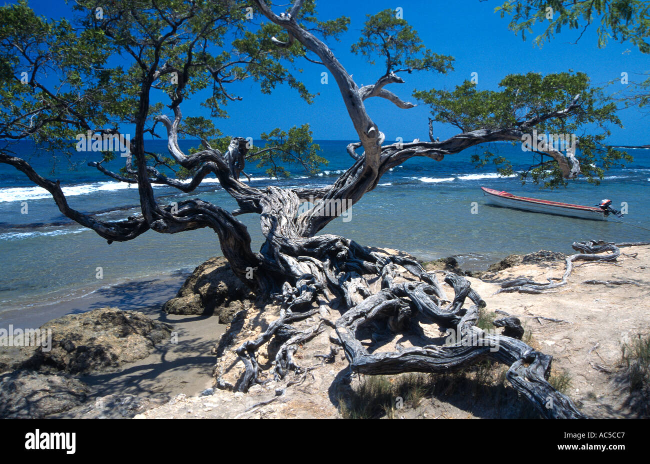 Gnarled old tree and fishing boat Treasure Beach south coast Jamaica West Indies Stock Photo