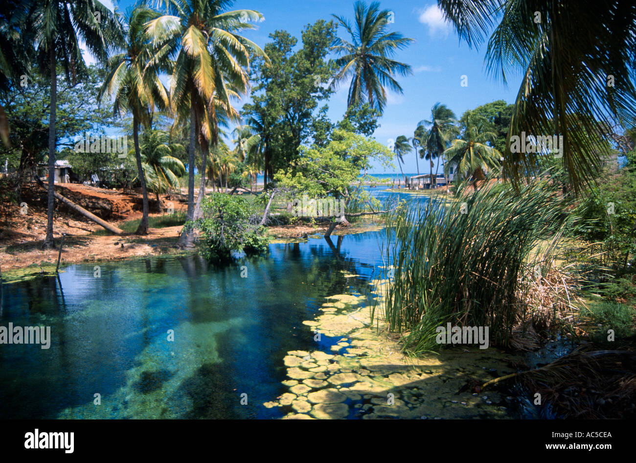 Gut River Pool south coast Jamaica West Indies Stock Photo