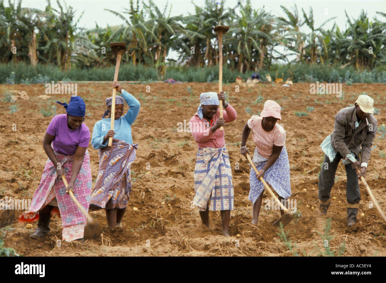 WOMEN HOEING ON STATE FARM REAPING POTATOES MOAMBA MOZAMBIQUE 1979 Stock Photo