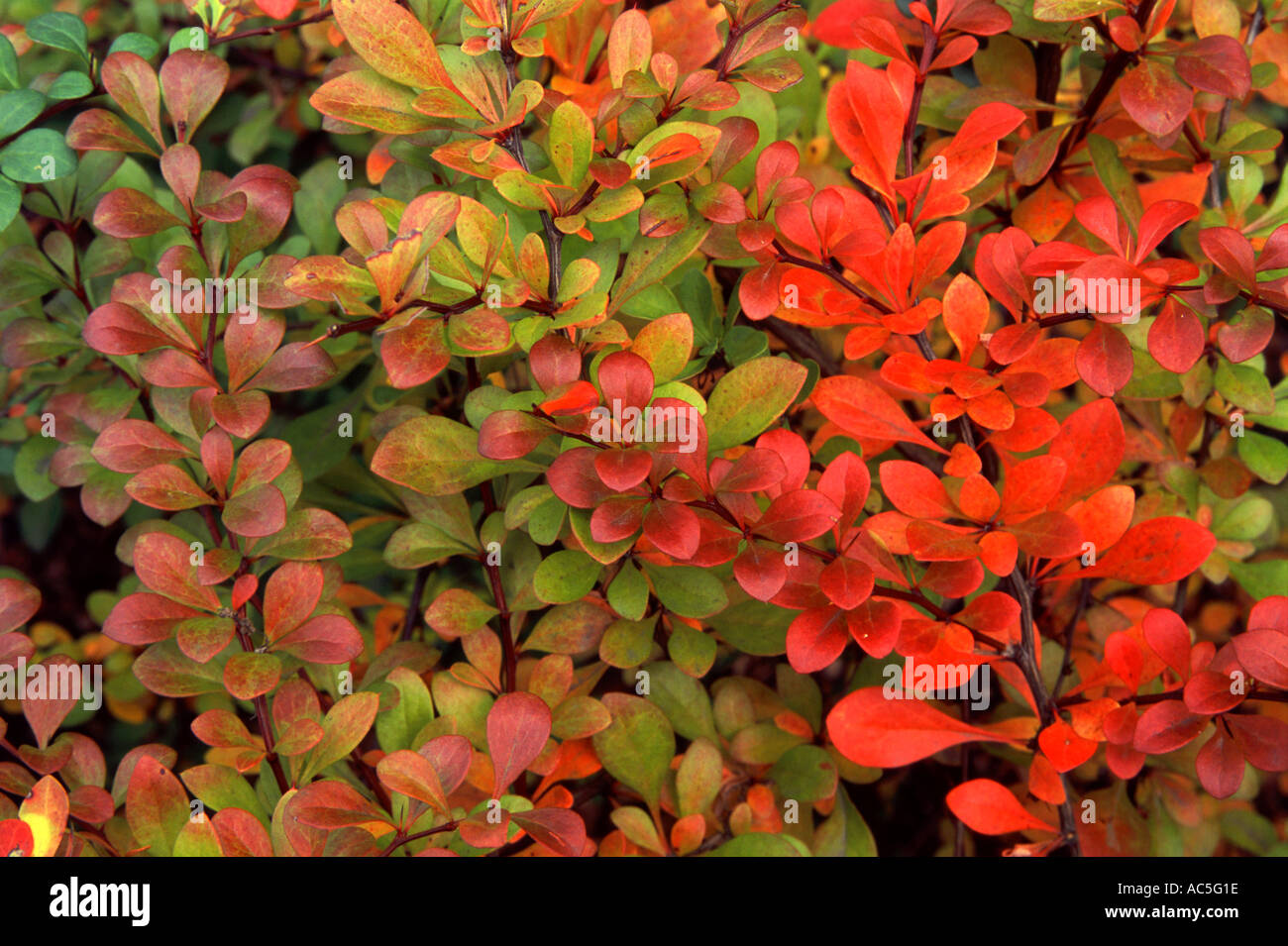 Cotoneaster Horizontalis Leaves Turning Red In Autumn Stock Photo Alamy