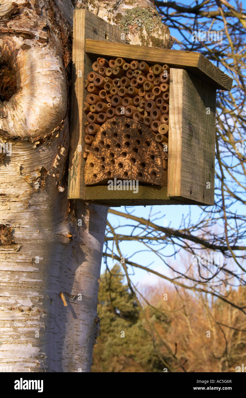 Solitary Bee Box Stock Photo