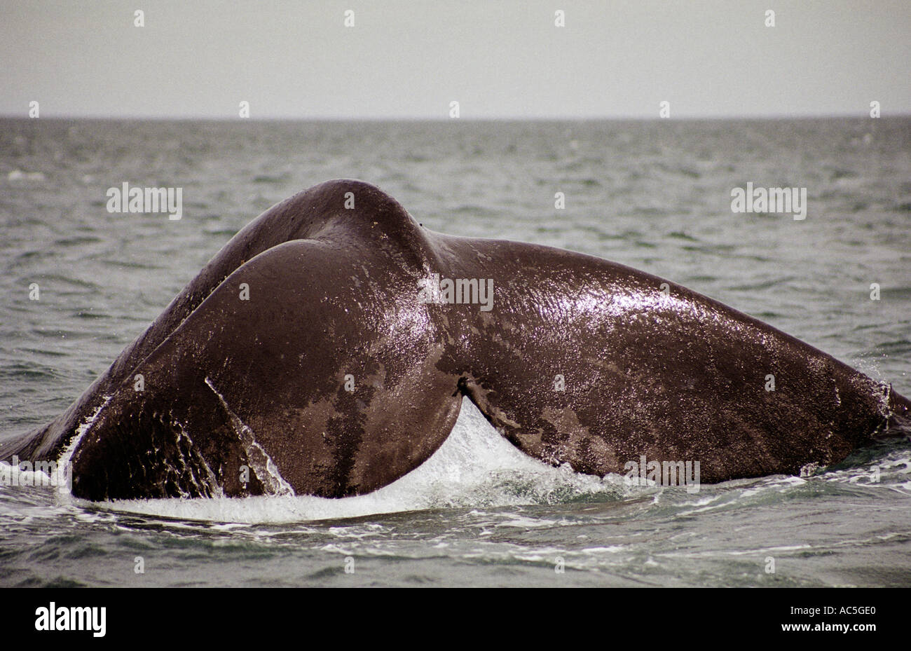 Patagonia Argentina November 2002 Tail of southern right whale in Gulfo Nuevo off Peninsula Valdes Chubut Stock Photo