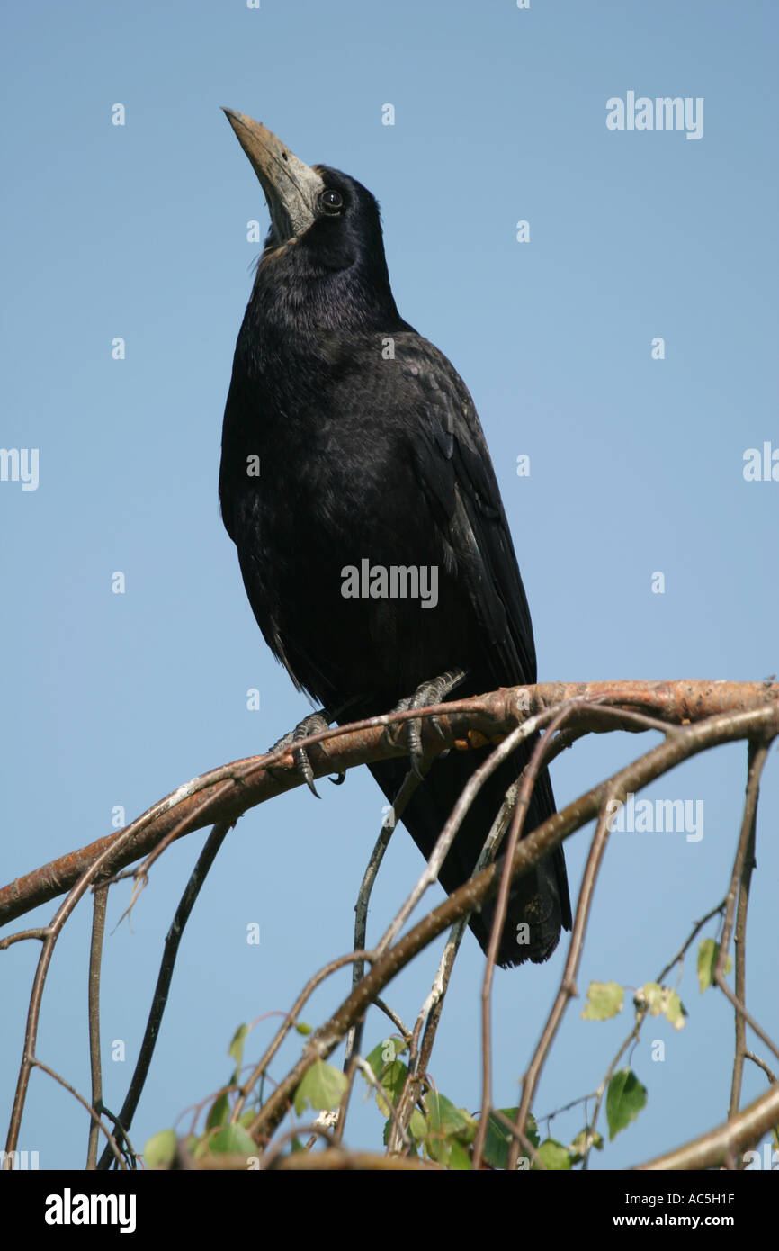 British Rook Images Rook england hi-res stock photography and images - Alamy