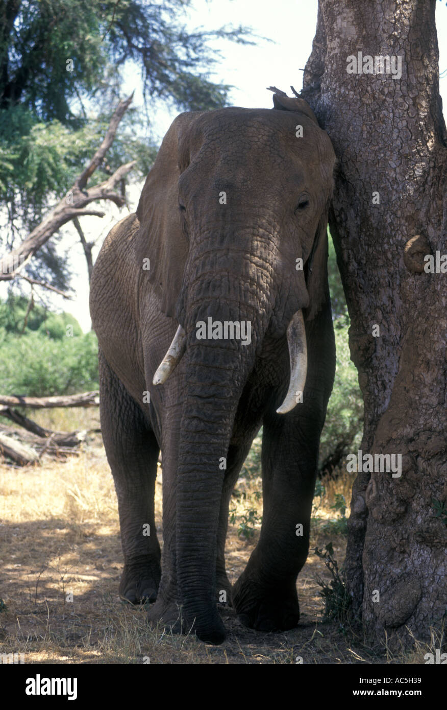 Mature bull elephant rubbing its head on a tree Samburu National Reserve Kenya East Africa Stock Photo