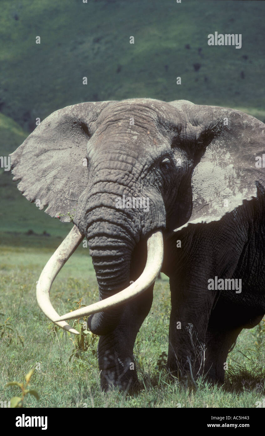 Symmetrical tusks on a mature male elephant Stock Photo