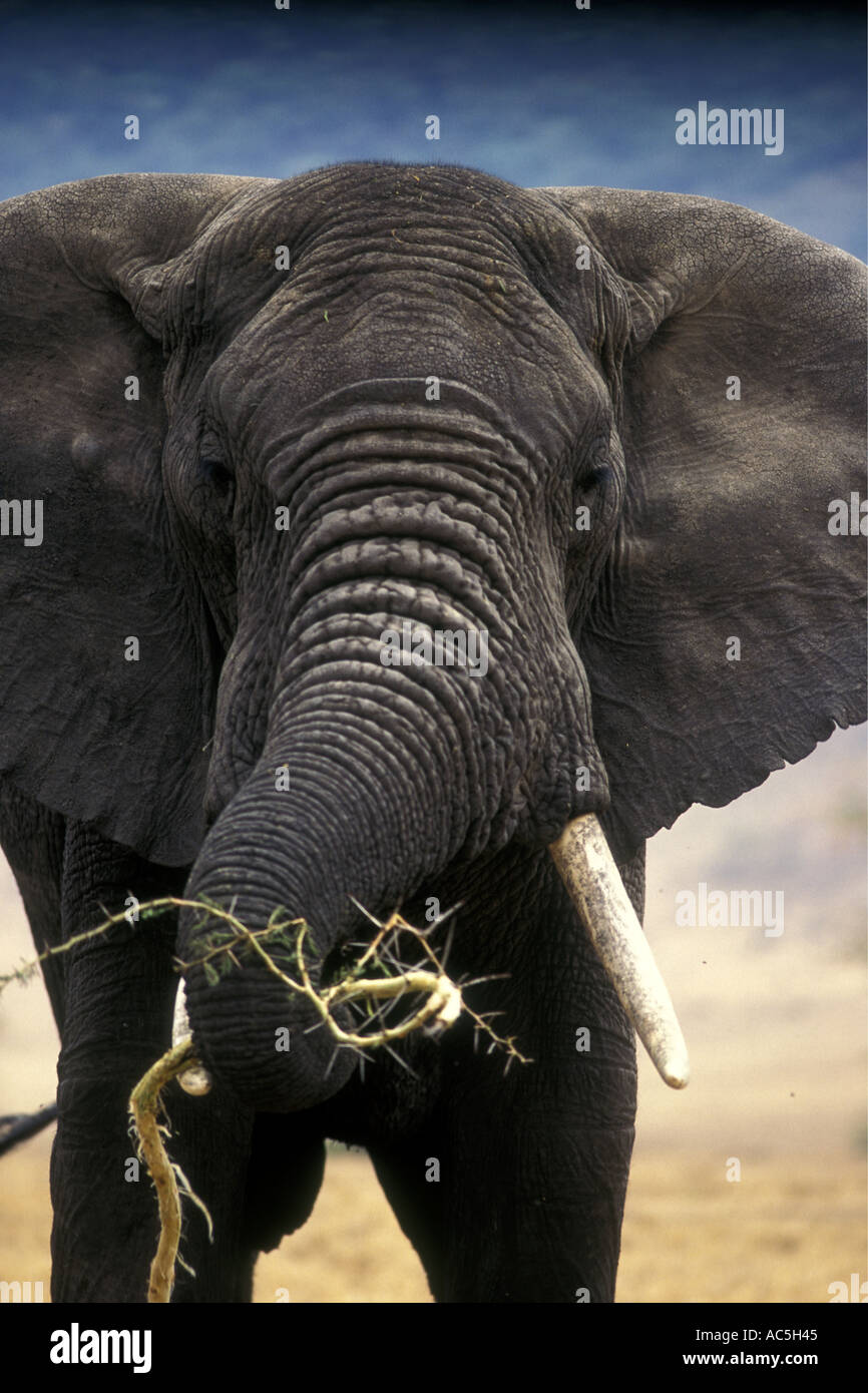 Elephant eating a branch of an acacia tree along with its thorns