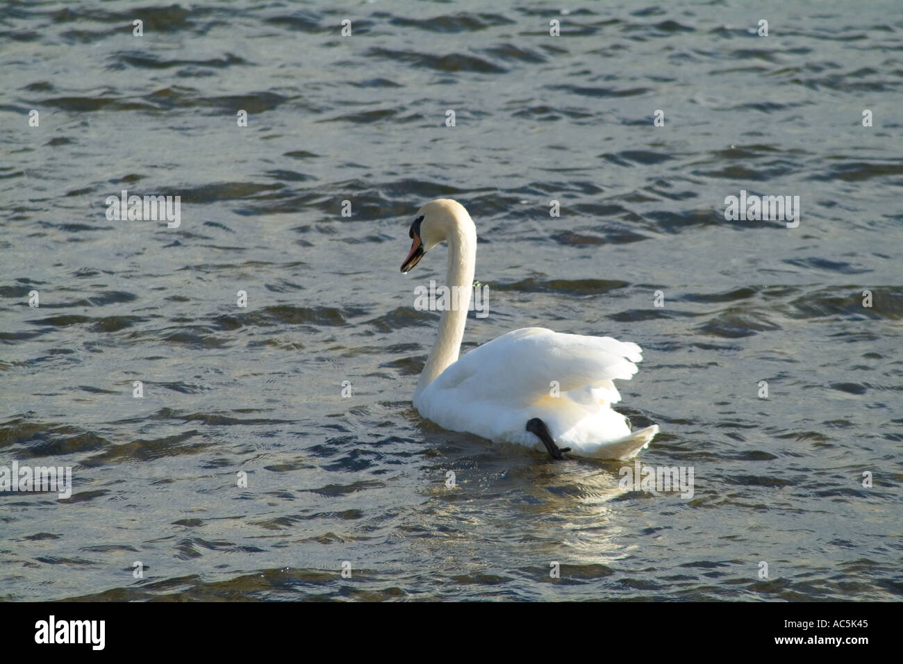 dh Mute Swans SWANS UK Swan swiming Loch of Harray Orkney cygnus olors swimming wildlife birds Stock Photo