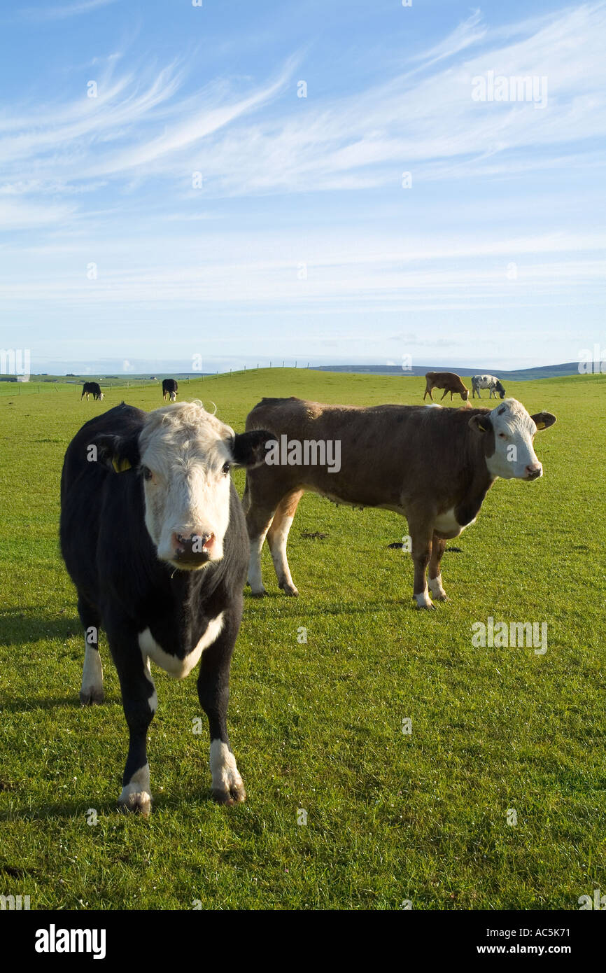dh Young beef cows STENNESS ORKNEY Scotland Grazing in green field pastures pasture herd livestock uk cow fields scottish farming cattle arable Stock Photo