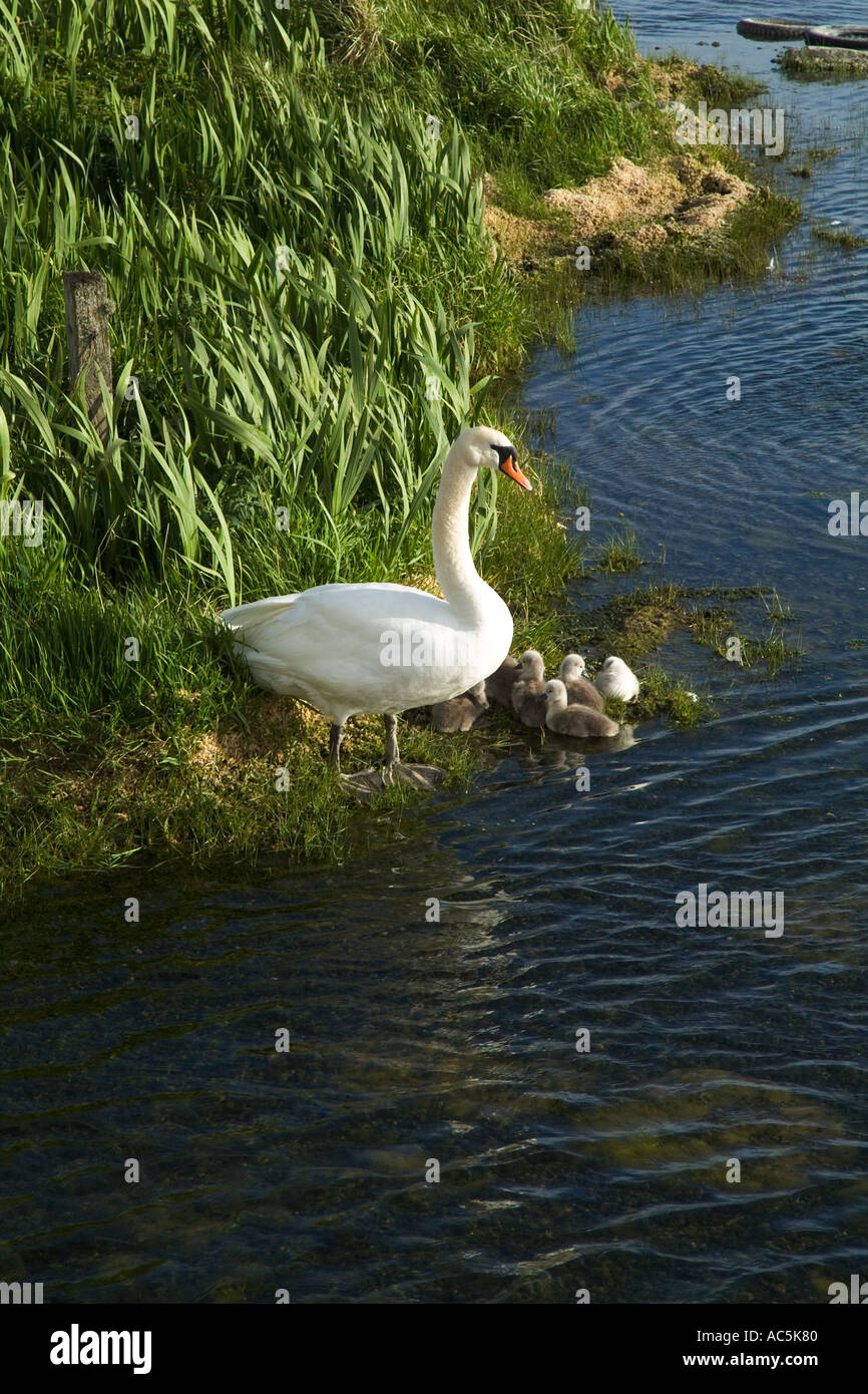dh Mute Swan SWAN UK Mother swan with young baby cygnets Lochside Loch of Harray Orkney bird cygnus olor chicks cygnet brood Stock Photo