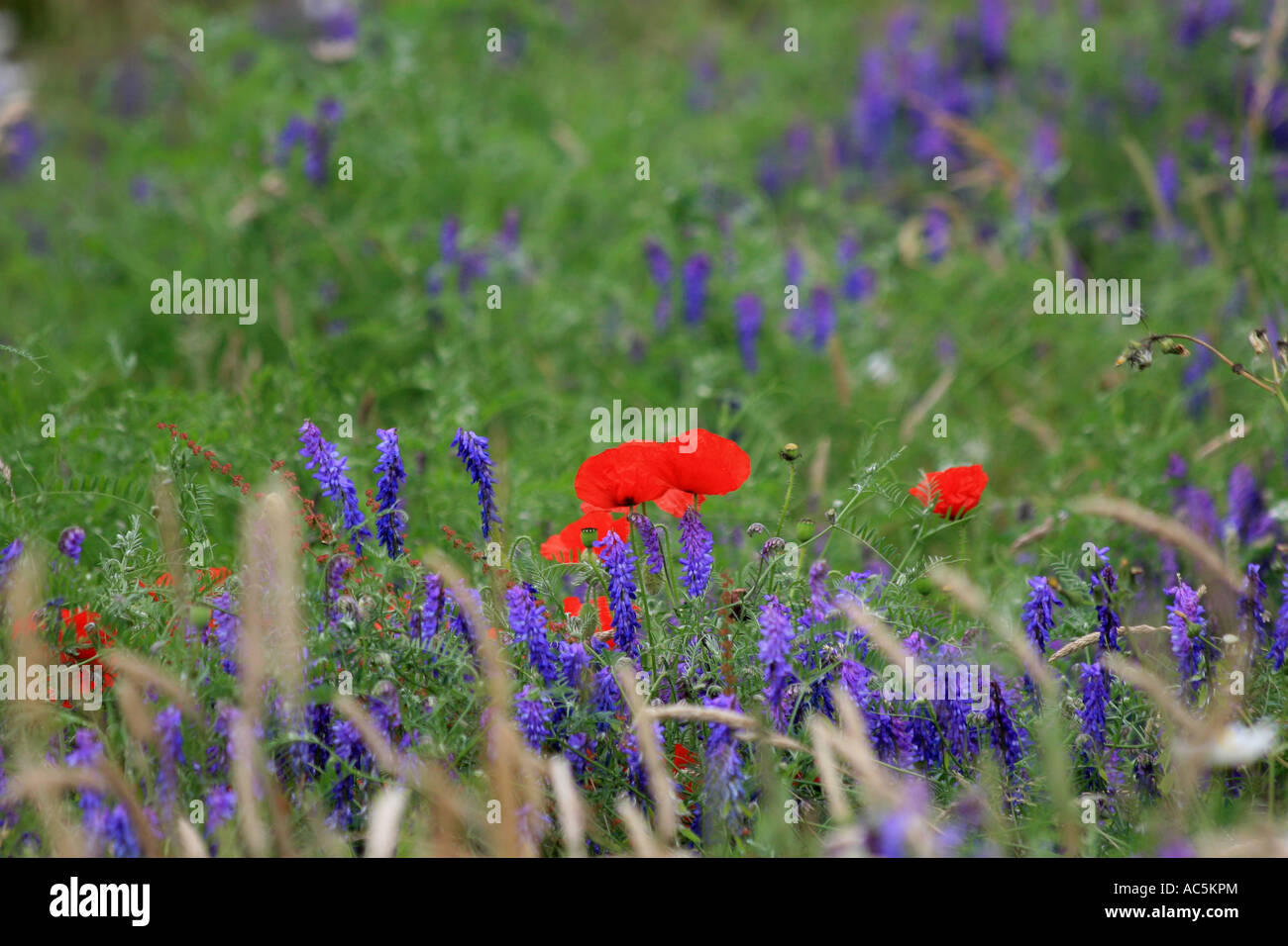 Flower of peace hi-res stock photography and images - Alamy