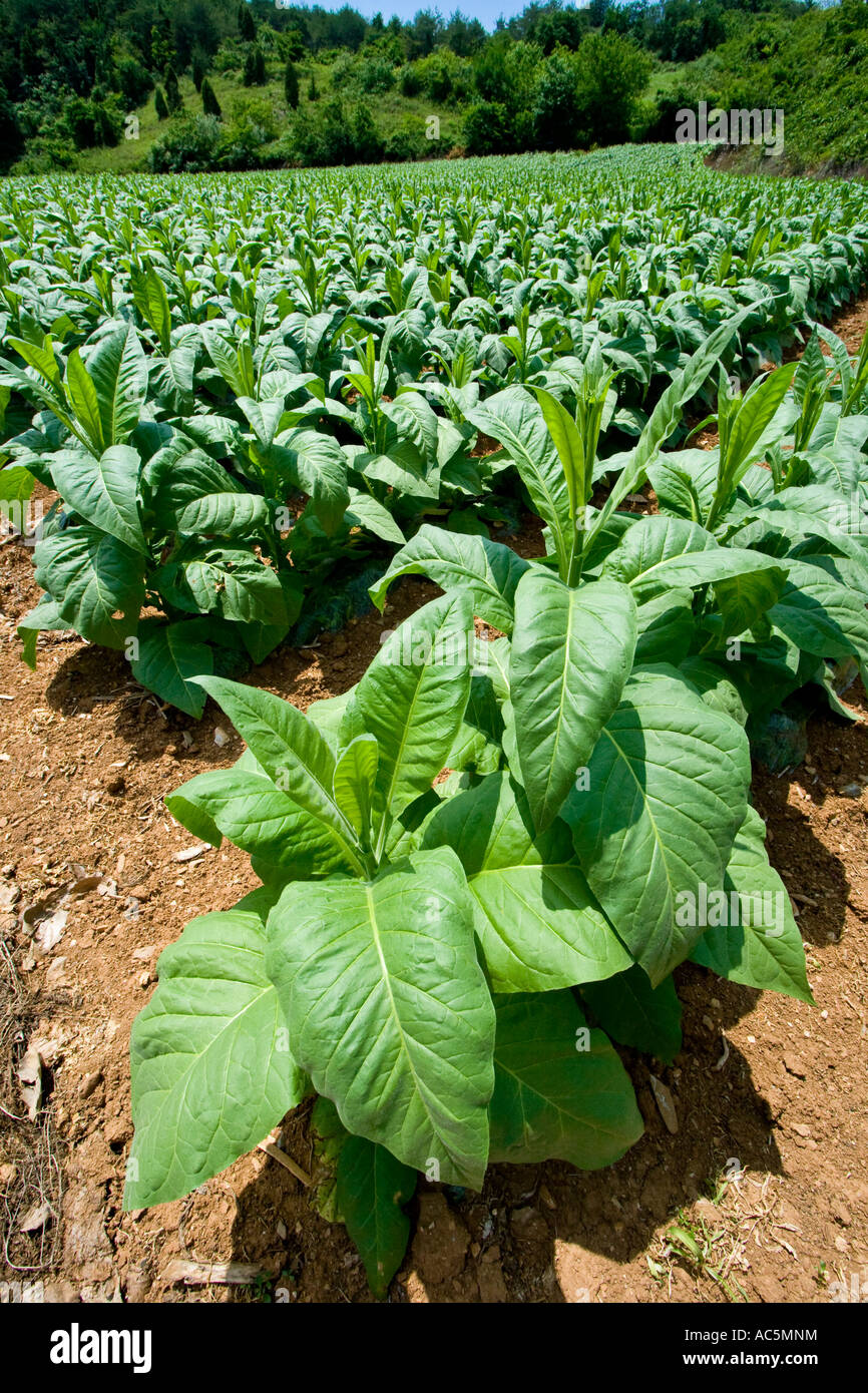 Field of Tobacco Plants growing in Chungcheongbuk Do Province South Korea Stock Photo Alamy