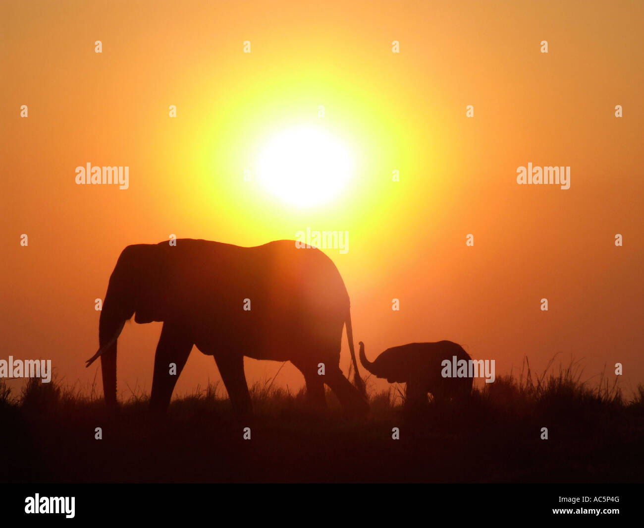 Silhouette of elephants at sunset Stock Photo